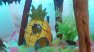 Аквариум. Аксессуары