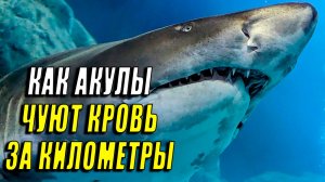 Как акулы чувствуют кровь на большом расстоянии?