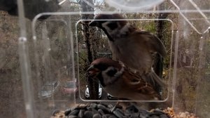 Где обедал воробей