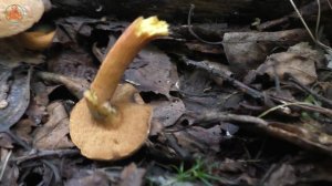 Вместо перца! Перечный гриб или Маслёнок перечный. Chalciporus piperatus