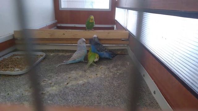 Волнистые попугаи. birds birdslover birdsounds