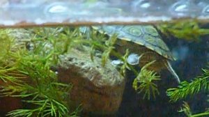 My Baby Red Eared Slider Turtle and Habitat Part 2