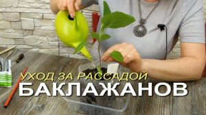 Уход за рассадой БАКЛАЖАНОВ после пикировки! Советы от Зеленого Огорода!
