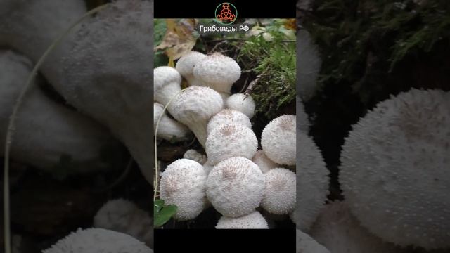 Вкусный, пока "твёрдопенопластовый"! Дождевик жемчужный -  Lycoperdon perlatum.