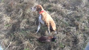 Мой пойнтер.