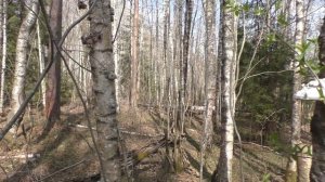 Первые грибы 2019 года. Дневник грибника 2 мая 2019 года.