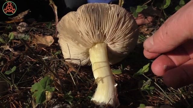 Мышата или Рядовки землистые - Tricholoma terreum. Сравнение с Рядовкой штриховатой.