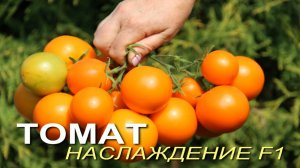И сладкий, и сочный, и урожайный - не томат, а просто НАСЛАЖДЕНИЕ!  Обзор сортов ТОМАТОВ!