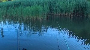 ЭТО ВАМ НЕ ПЛАТНИК! РЫБАЛКА НА КАРПА С ПОПЛАВКОМ.