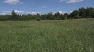 Зонтики, ирга, малина и опята. Дневник грибника 22 июля 2019 года.