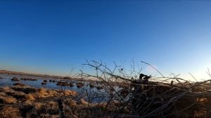 Лучшие налеты 2024 Открытие охоты Охота с подсадной Весенняя охота на утку Утка прет дуром