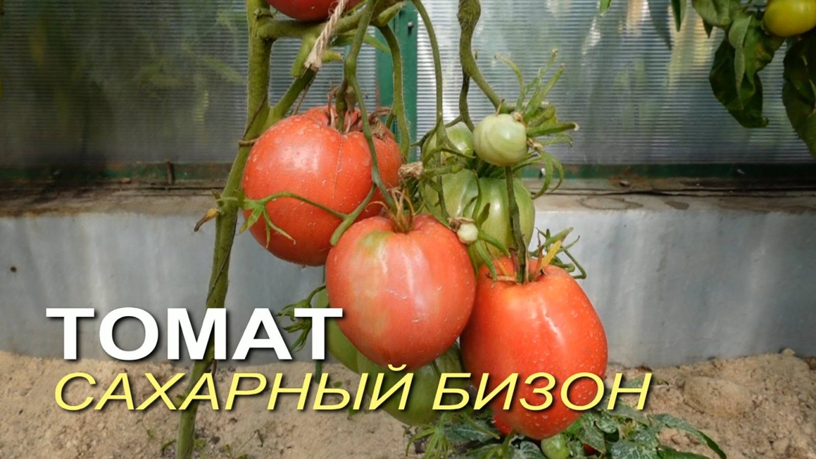 Томат САХАРНЫЙ БИЗОН. Обзор сортов ТОМАТОВ!