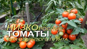Урожайные РАННЕСПЕЛЫЕ НИЗКОРОСЛЫЕ томаты для открытого грунта.