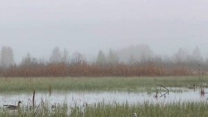 Охота с подсадными утками. Манок кынат на чирка.