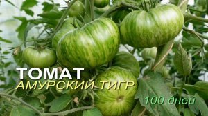 Томату АМУРСКИЙ ТИГР 100 дней! Обзор сортов ТОМАТОВ!