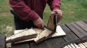 А внутри он белый, ... и как сало!!! Трутовик плоский - Ganoderma applanatum, Artist's conk