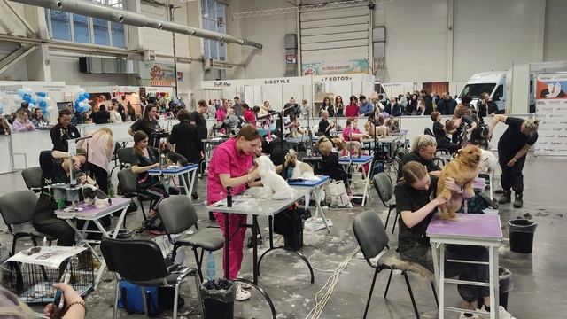 Конкурс грумеров. смотреть онлайн