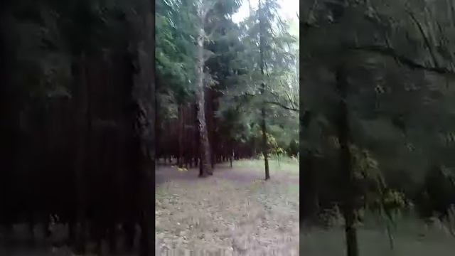 Весенний хвойный лес