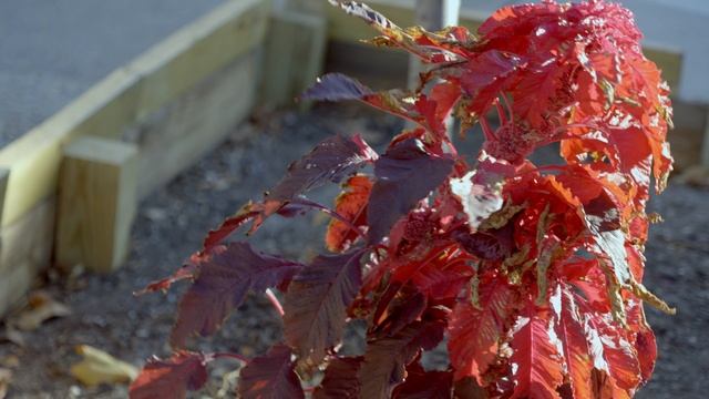 Осенние Листья