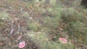 Плавание за грибами. Дневник грибника 21 сентября 2018 года