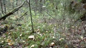 За опятами и солониной! Дневник грибника 4 сентября 2020 года.