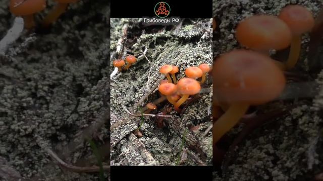 Красивая незнакомка! Ксеромфалина колокольчатая- Xeromphalina campanella.