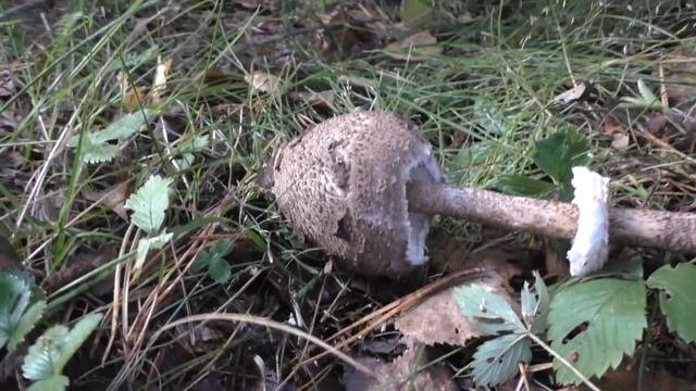 Остерегайтесь маленьких зонтиков!  Лепиота  щитковая - Lepiota Clypeolaria.