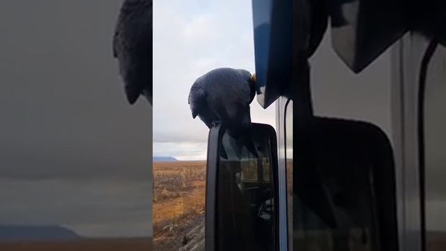 прилетел выпрашивать покушать