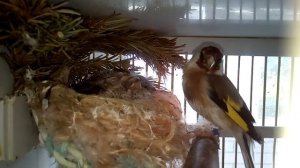 Разведение щеглов. Carduelis #birds