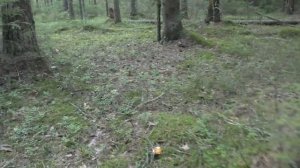 Разведка. Первый выезд в деревню. Дневник 25 августа 2018 года.