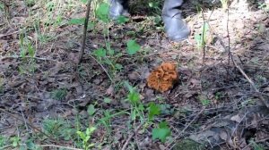 Весна - пора любви к гигантам. Строчки гигантские - Gyromitra gigas