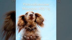 Собачья музыка для фейерверков и громких звуков