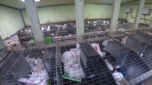 ПРИЕХАЛ ЗА КЛЕТКОЙ, А КУПИЛ ПРИЦЕП!