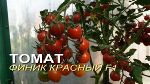 Томат ФИНИК КРАСНЫЙ F1. Обзор сортов ТОМАТОВ!