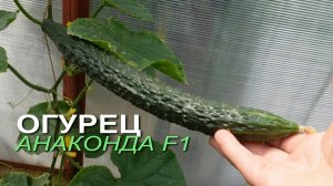 Огурец АНАКОНДА F1. Обзор сортов ОГУРЦОВ!