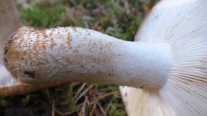 Съедобная Рядовка бело-коричневая - Tricholoma albobrunneum. Гриб соснового  бора.