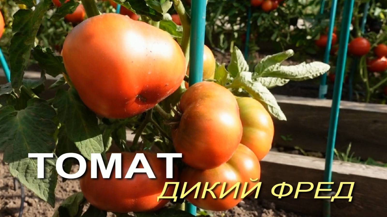 Томат ДИКИЙ ФРЕД. Обзор сортов ТОМАТОВ!
