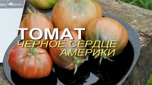 ЧЕРНОЕ СЕРДЦЕ АМЕРИКИ! ОБЗОР СОРТОВ ТОМАТОВ! Советы от ЗЕЛЕНОГО ОГОРОДА!