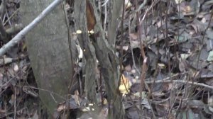 Грибы в городе. Дневник грибника 9 ноября 2017 года.