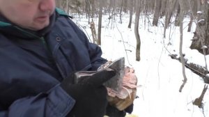 Грибы в снежном лесу. Дневник грибника 8 декабря 2018 года