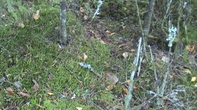 Сыроежка болотная -  хороший гриб.