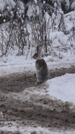 💥ЗАЙЧИК БЕГИ! В ЭТОМ ЛЕСУ ОХОТНИКИ...