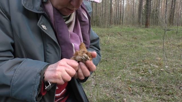 Как отличить Строчок гигантский от Строчка обыкновенного (ядовитого)?