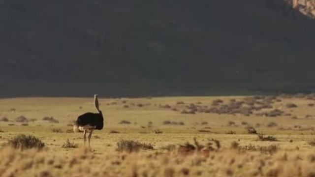 STRAUS HOUSE UCHUN MAXSUS смотреть онлайн