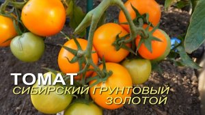 Томат СИБИРСКИЙ ГРУНТОВЫЙ ЗОЛОТОЙ. Обзор сортов ТОМАТОВ!