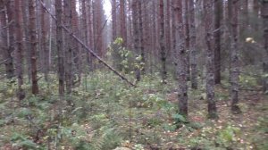 Дневник грибника 18 октября 2017 года. Чага, грузди, вешенки.