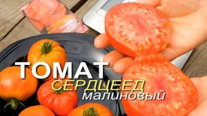 СЕРДЦЕЕД МАЛИНОВЫЙ! Обзор сортов ТОМАТОВ! Советы от ЗЕЛЕНОГО ОГОРОДА!