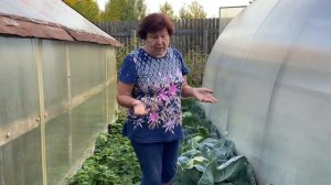 ОТЗЫВ2023. КАПУСТА Б/К ТОБИЯ. АГРОФИРМА АГРОС.