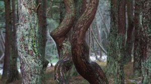 Калининград 2017