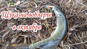 Ловля щуки на воблеры в октябре на озере